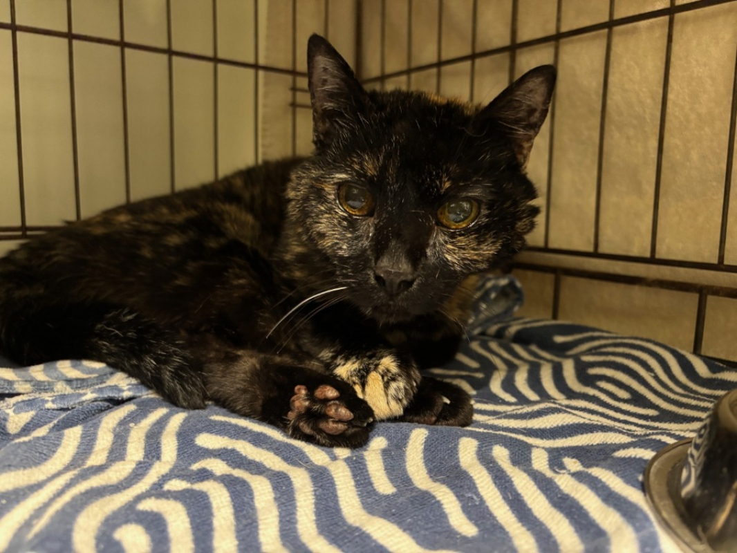 Photo #3 de Chocolate