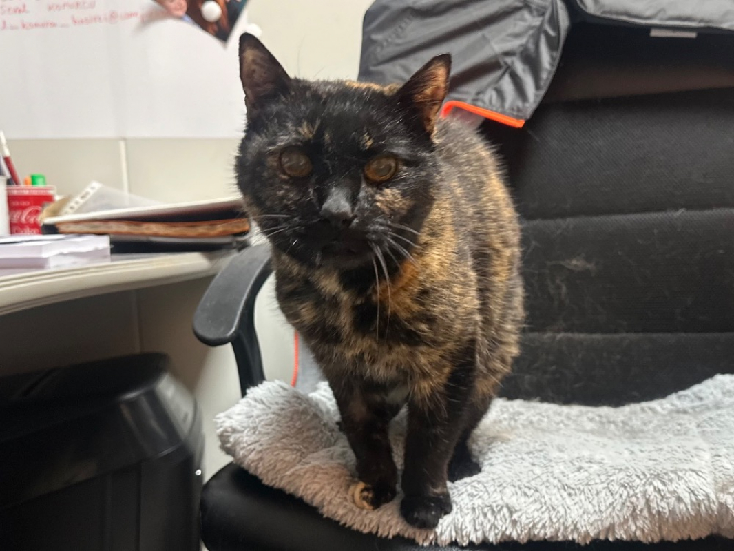 Photo #2 de Chocolate