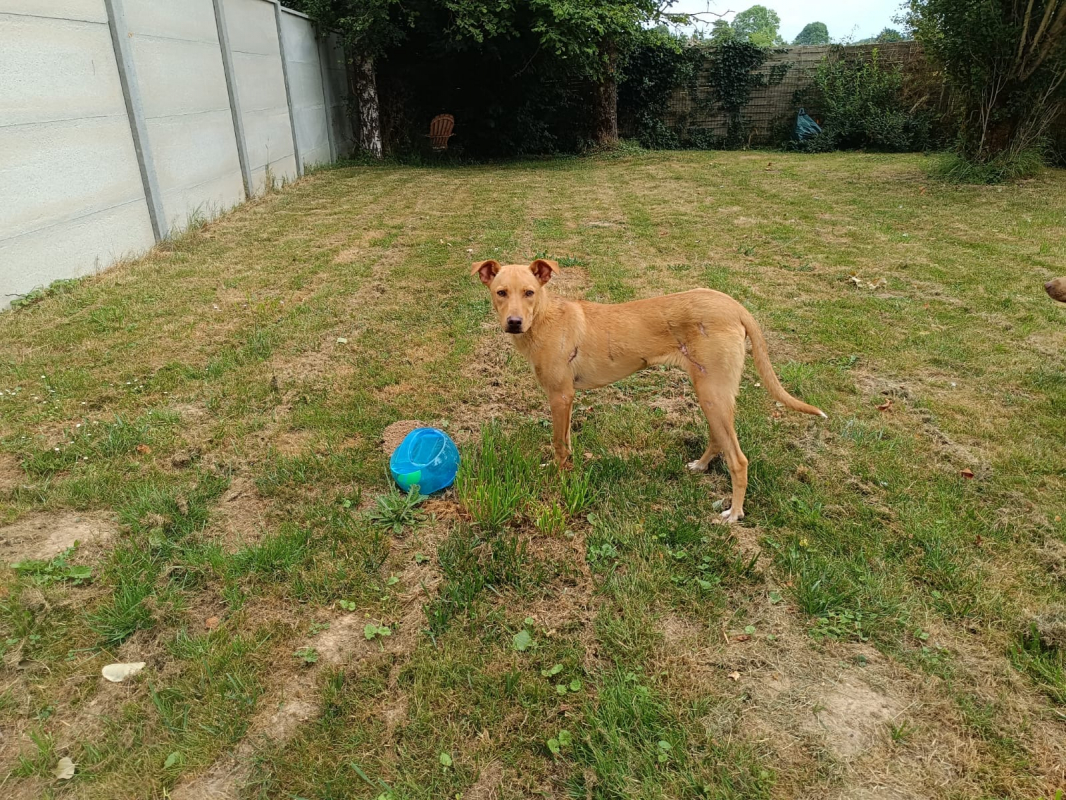 Photo #1 de Scooby