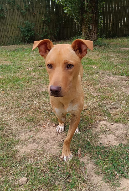Photo #2 de Scooby