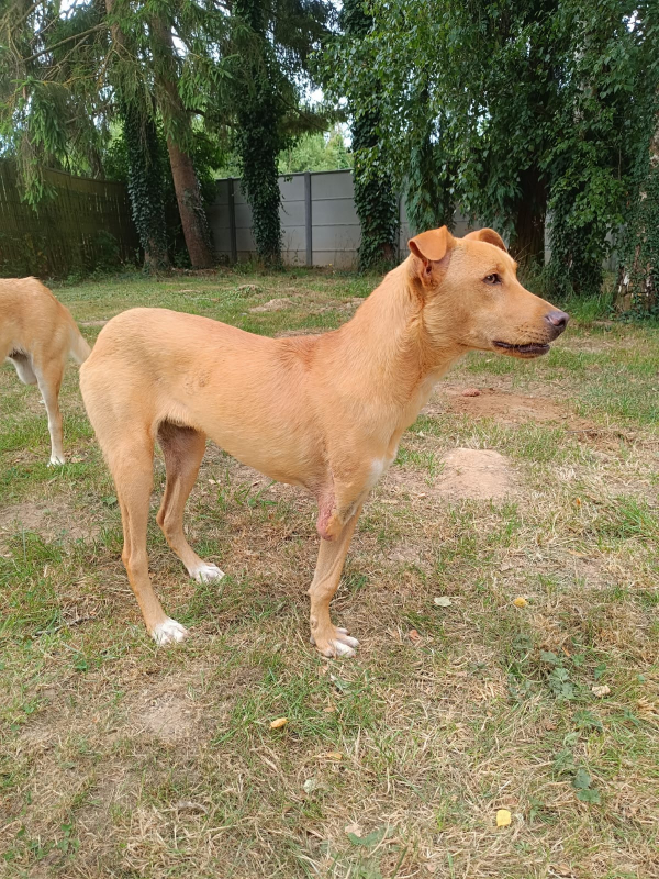 Photo #3 de Scooby