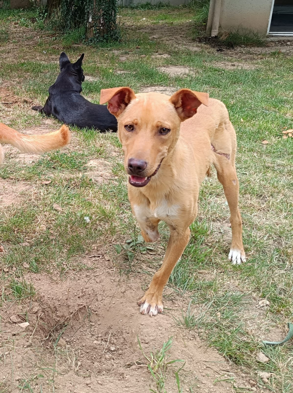 Photo #4 de Scooby