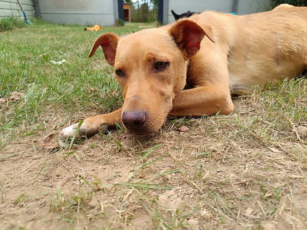 Photo #5 de Scooby