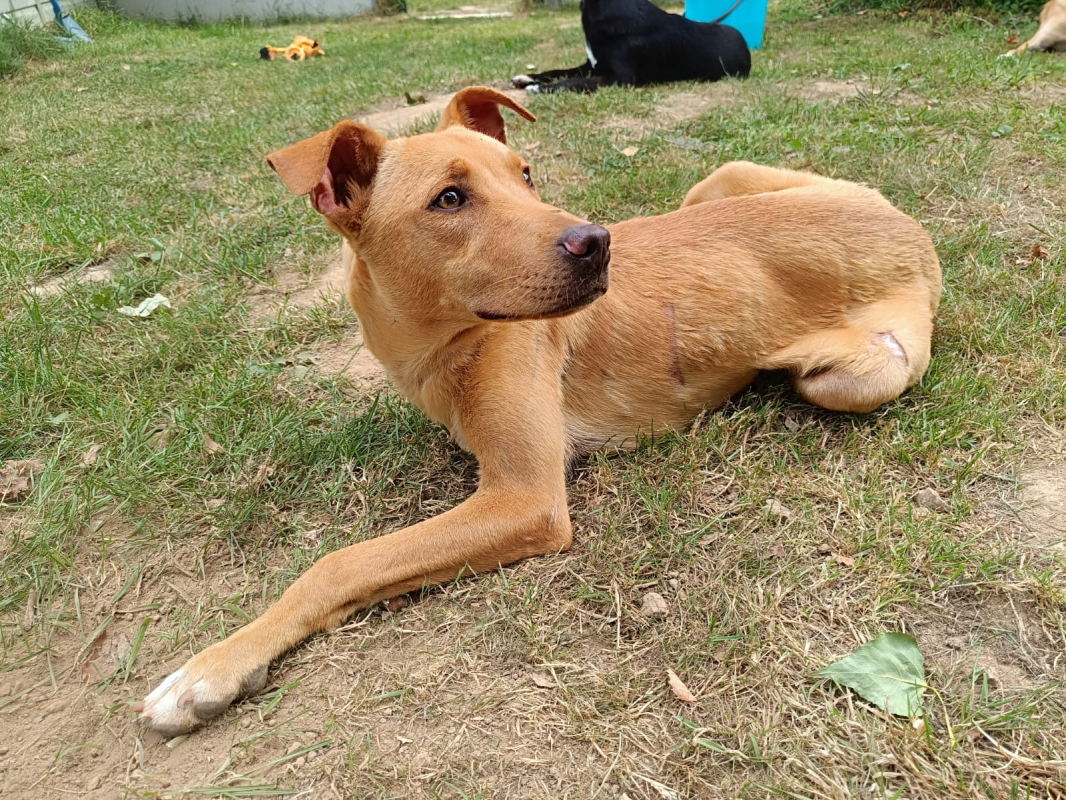 Photo #6 de Scooby