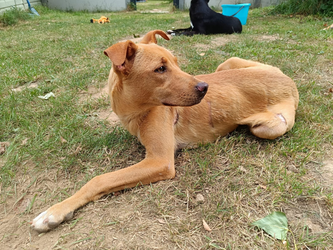 Photo #7 de Scooby