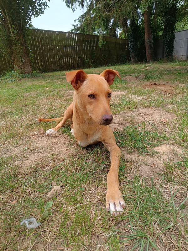Photo #8 de Scooby
