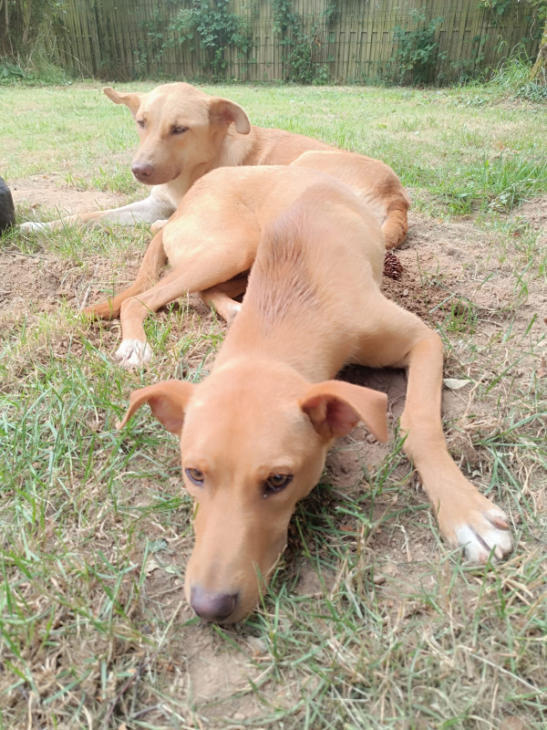Photo #9 de Scooby