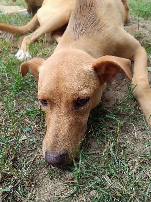 Photo #10 de Scooby