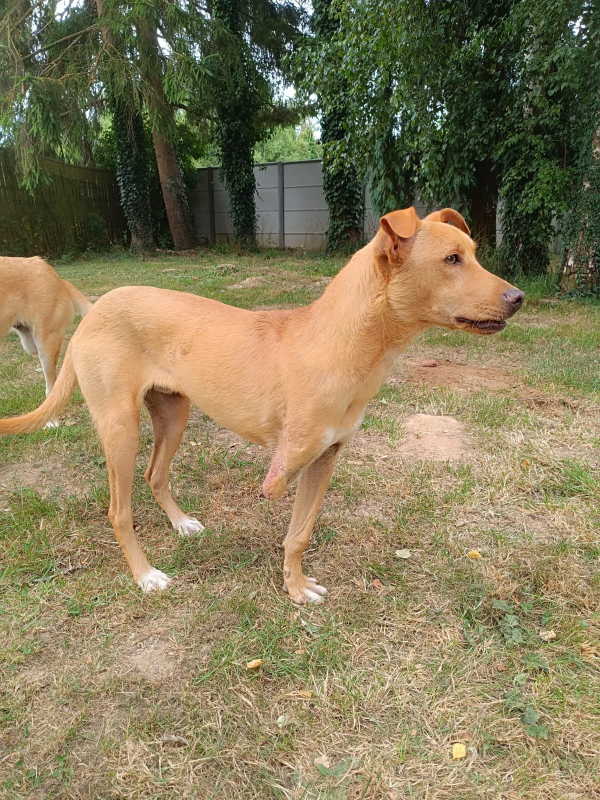 Photo #11 de Scooby