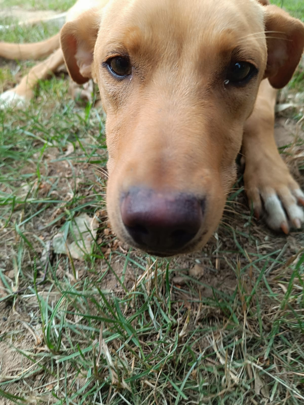 Photo #12 de Scooby