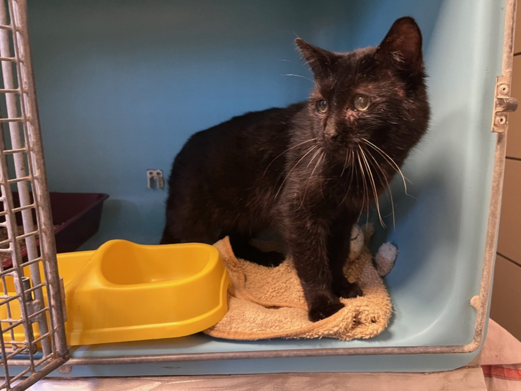 Photo #2 de Verlaine