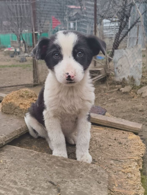 Photo #1 de Augustin