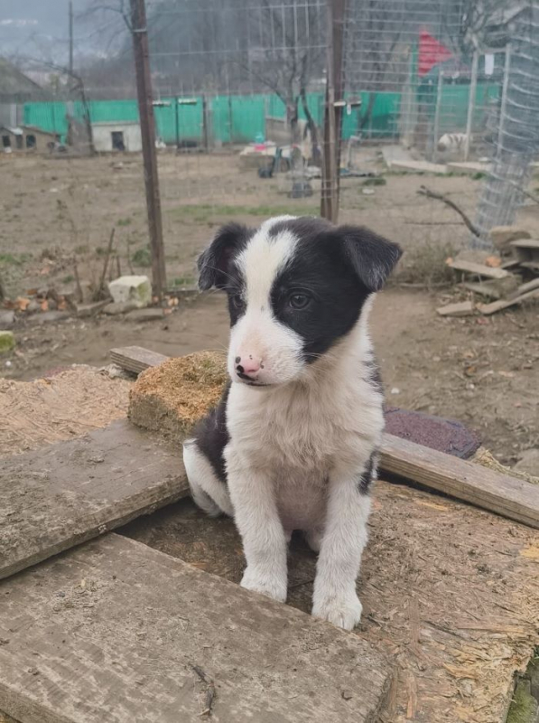 Photo #2 de Augustin