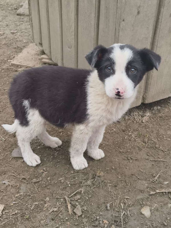 Photo #3 de Augustin