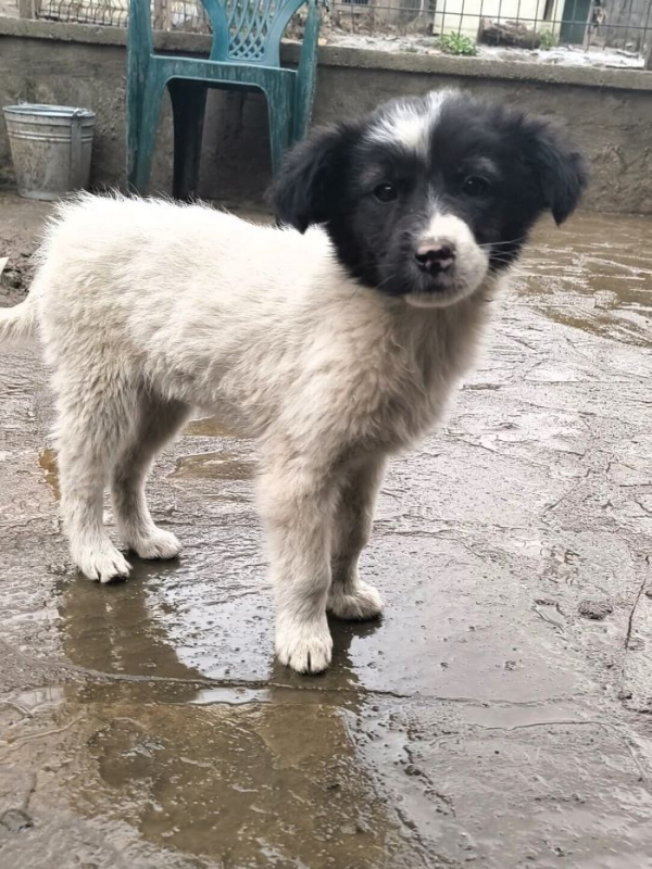 Photo #1 de Galatée