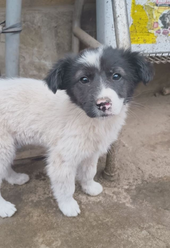 Photo #2 de Galatée