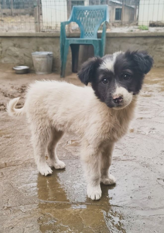 Photo #3 de Galatée