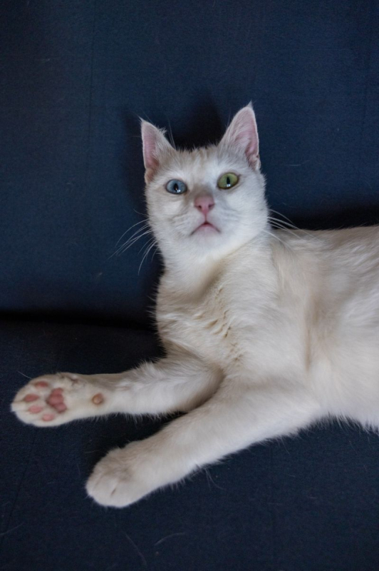 Photo #1 de Cate Blanchett