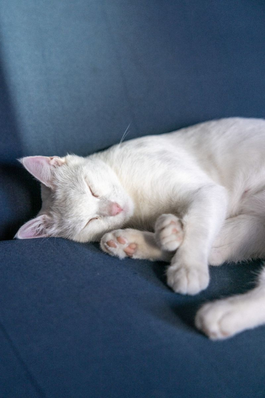 Photo #2 de Cate Blanchett