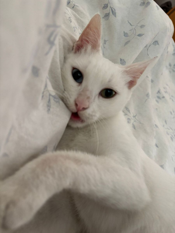 Photo #3 de Cate Blanchett