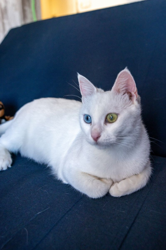 Photo #4 de Cate Blanchett