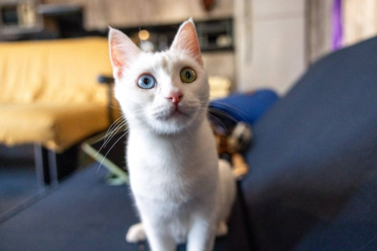 Photo #5 de Cate Blanchett