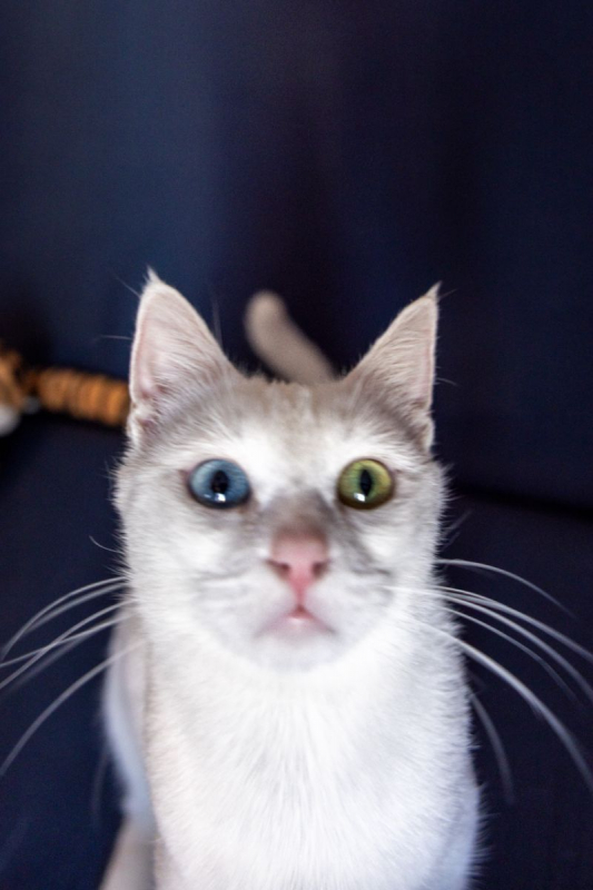 Photo #6 de Cate Blanchett