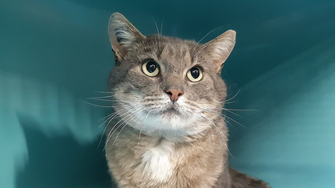 Photo #1 de Grosgris