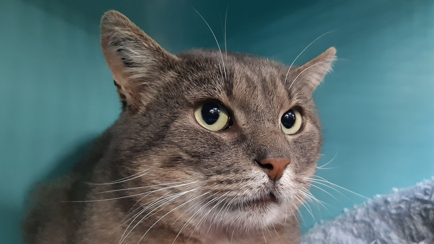 Photo #2 de Grosgris