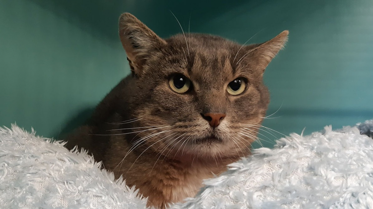 Photo #3 de Grosgris