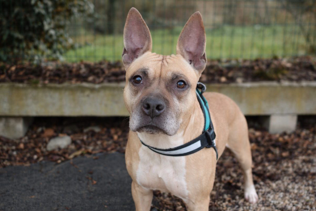 Louna réservé - Chien à adopter