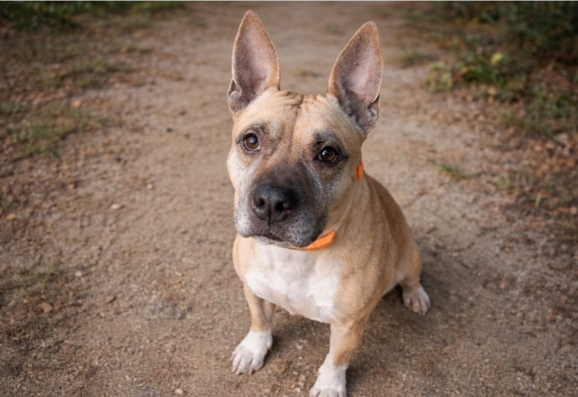 Louna réservé - Chien à adopter - photo 2