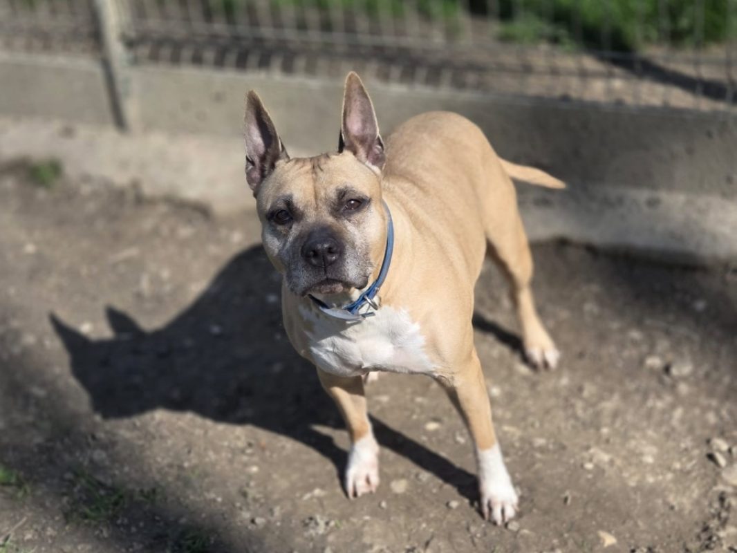 Louna réservé - Chien à adopter - photo 3