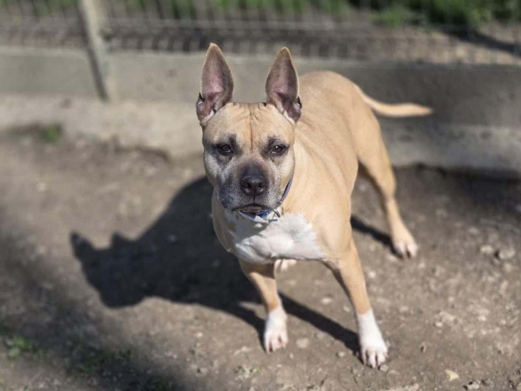 Louna réservé - Chien à adopter - photo 4