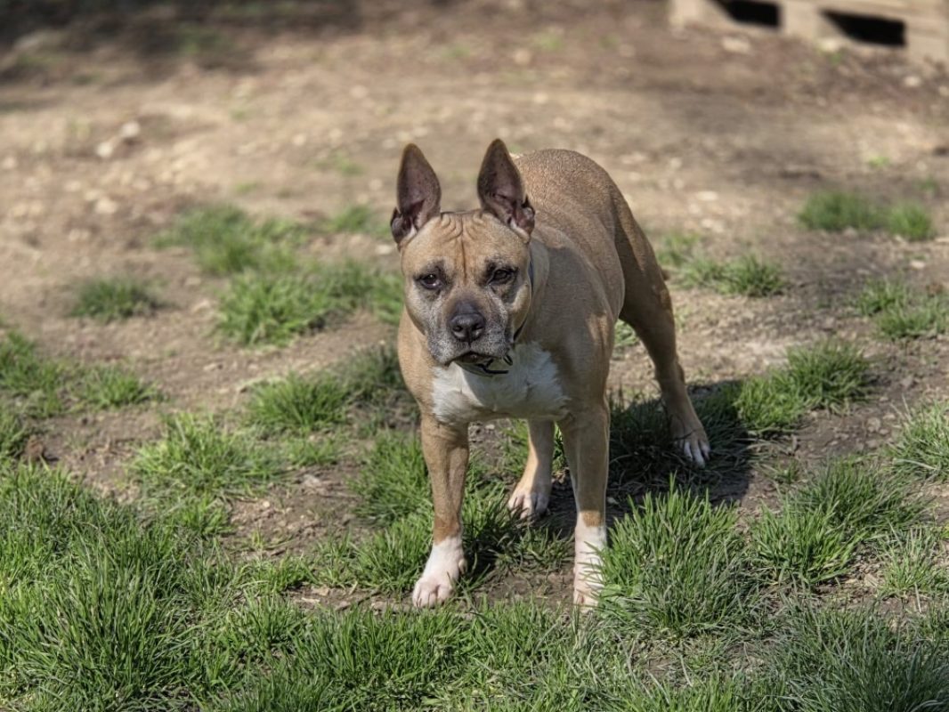 Louna réservé - Chien à adopter - photo 5