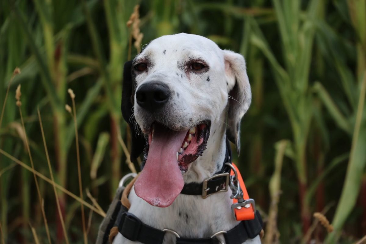 Tania - Chien à adopter