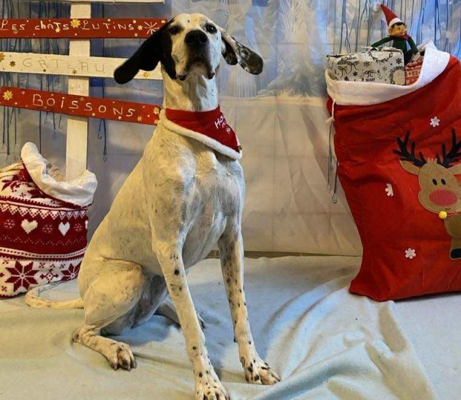 Tania - Chien à adopter - photo 3