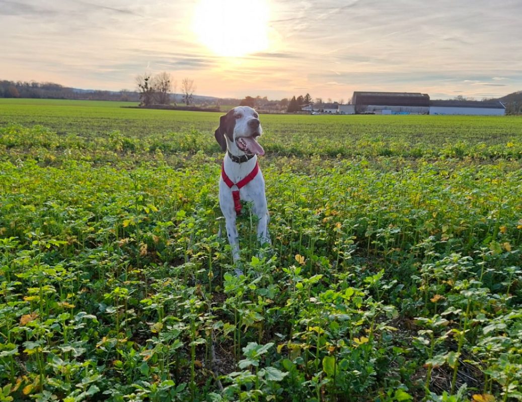 Tania - Chien à adopter - photo 4