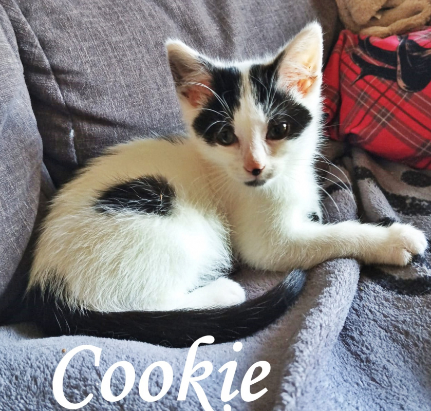 Photo #1 de Cookie