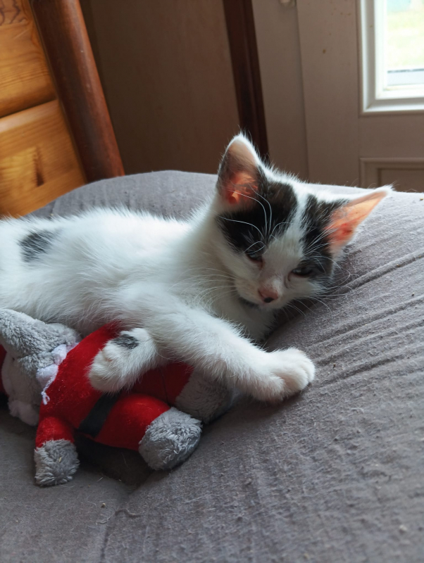 Photo #2 de Cookie