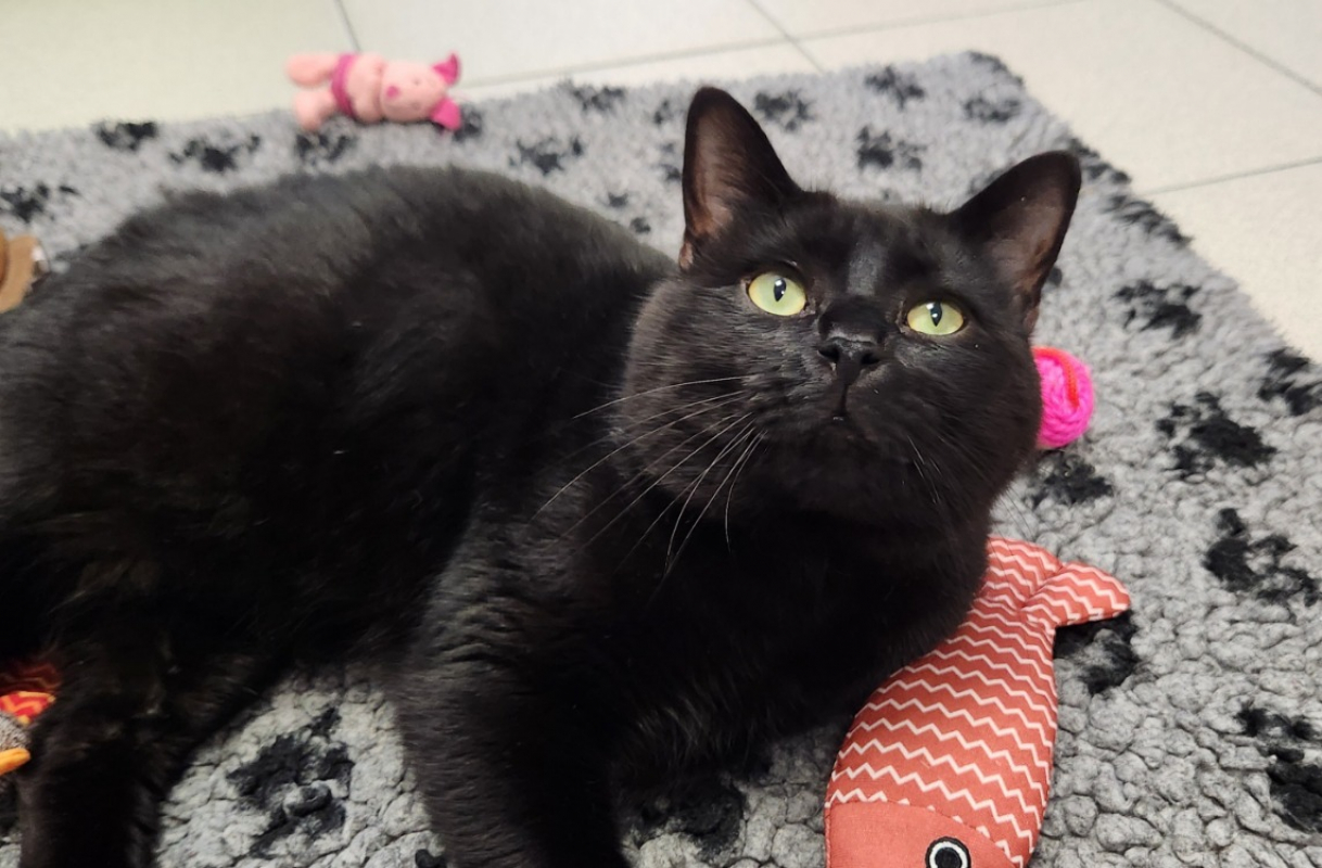 Photo #1 de Patatras