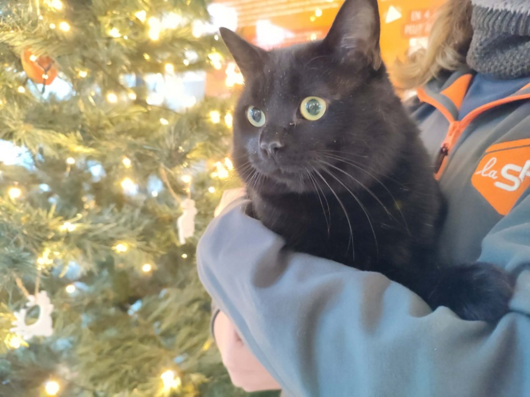 Photo #2 de Patatras