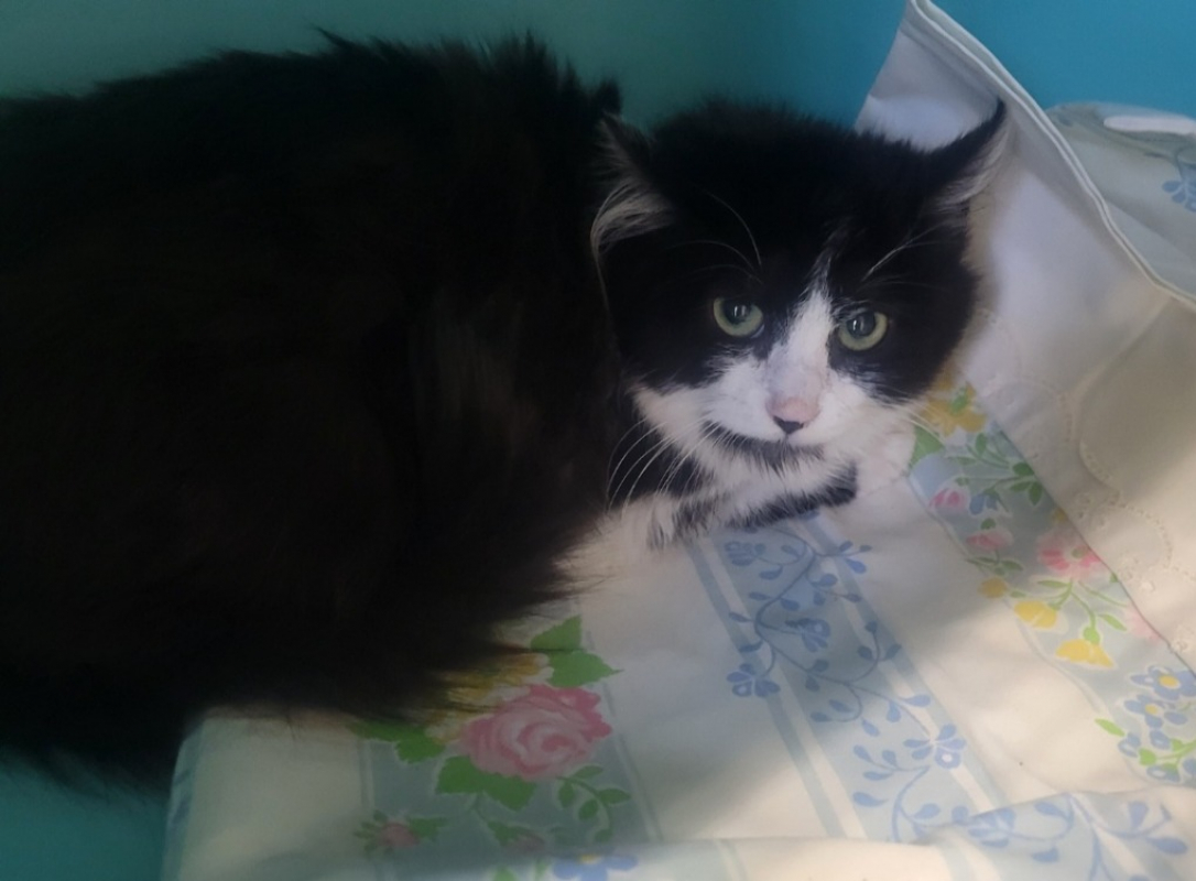 Photo #1 de Potatoes