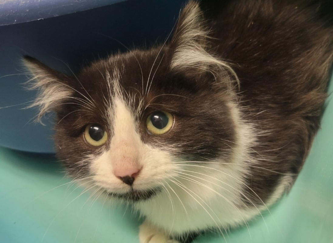 Photo #2 de Potatoes