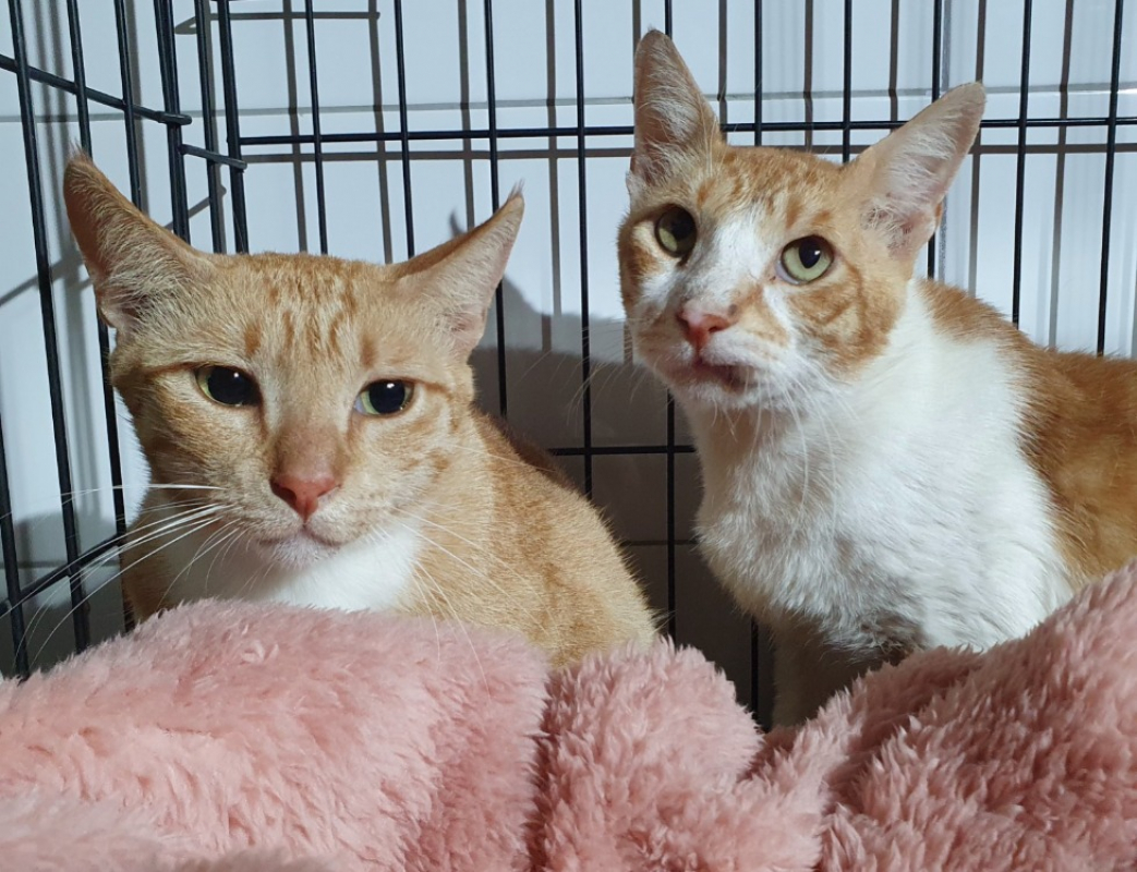 Photo #1 de Rouquine