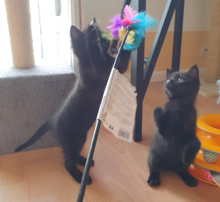 Photo #3 de IAGO et RAJAH