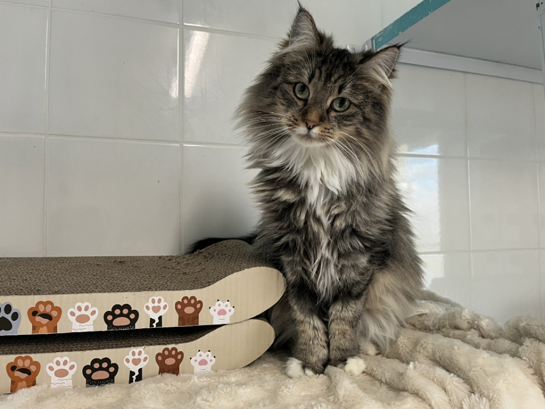 Photo #1 de Tendresse