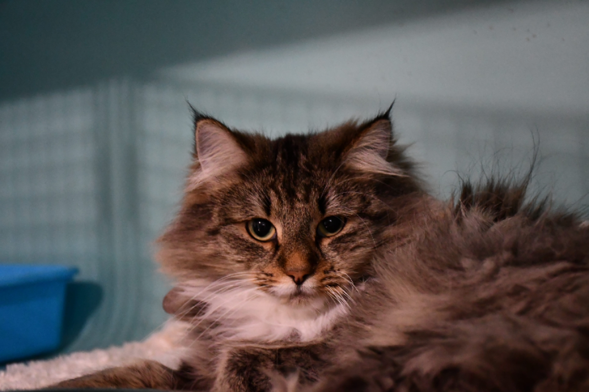 Photo #2 de Tendresse