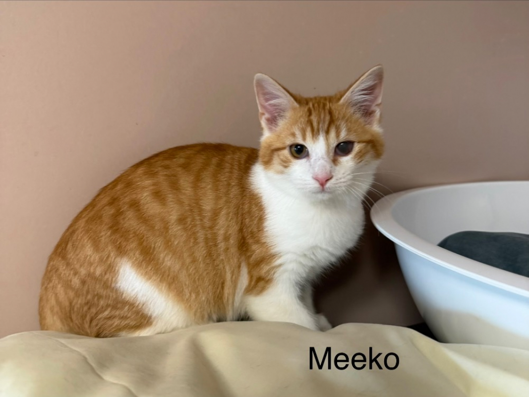 Photo de Meeko