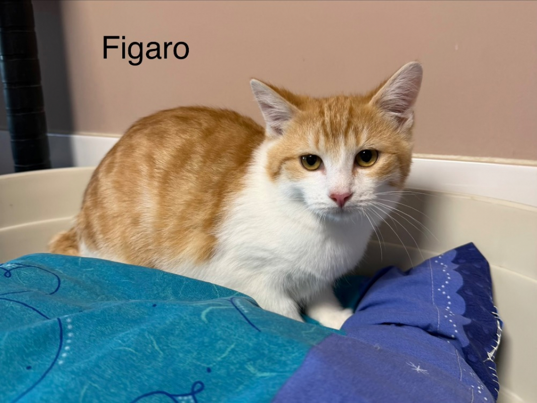 Photo de Figaro